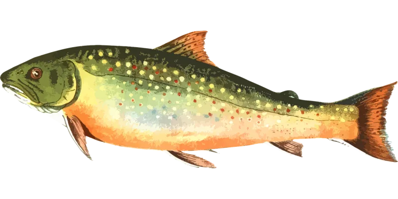 Animal Nature Fish Stickdatei – Tiere