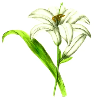 Floral Flower Leaf Stickdatei
