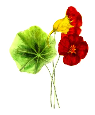 Floral Flower Nature Stickdatei