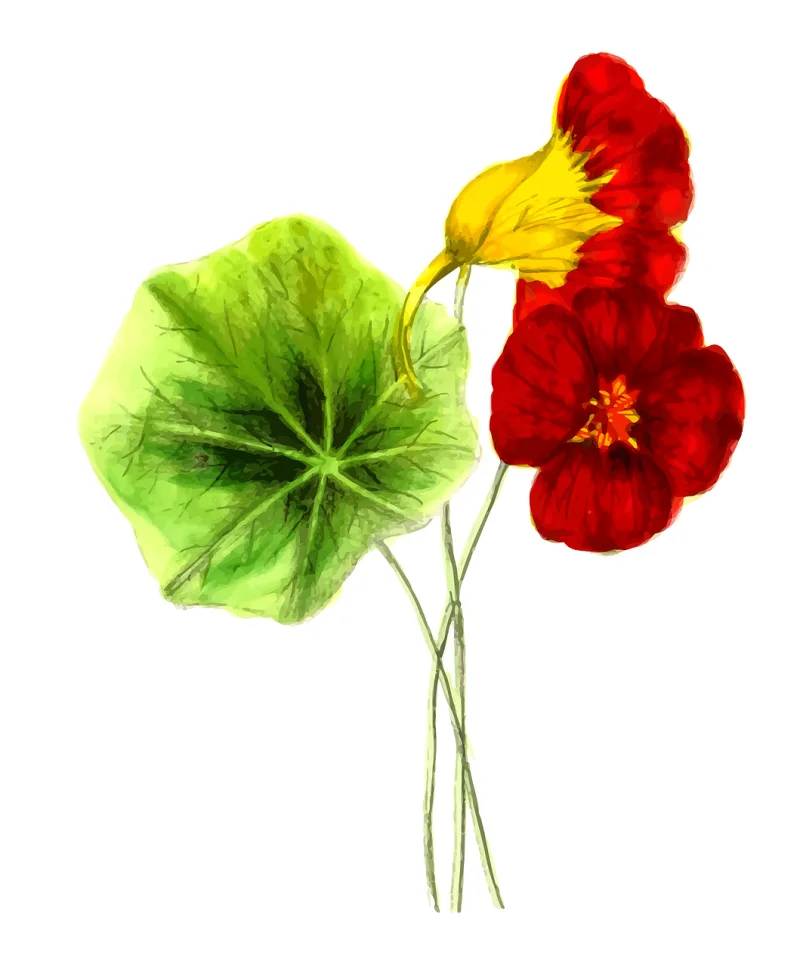 Floral Flower Nature Stickdatei – Natur
