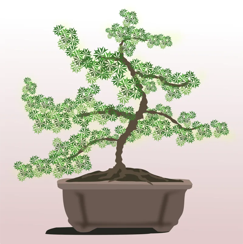 Bonsai Clip art Flora Stickdatei – Natur