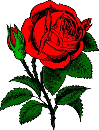 Rose Rose flower Beautiful flowers Stickdatei