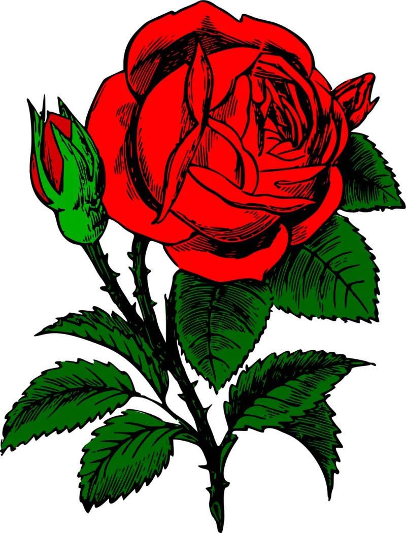 Rose Rose flower Beautiful flowers Stickdatei – Blumen