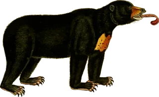 Animal Bear Nature Stickdatei
