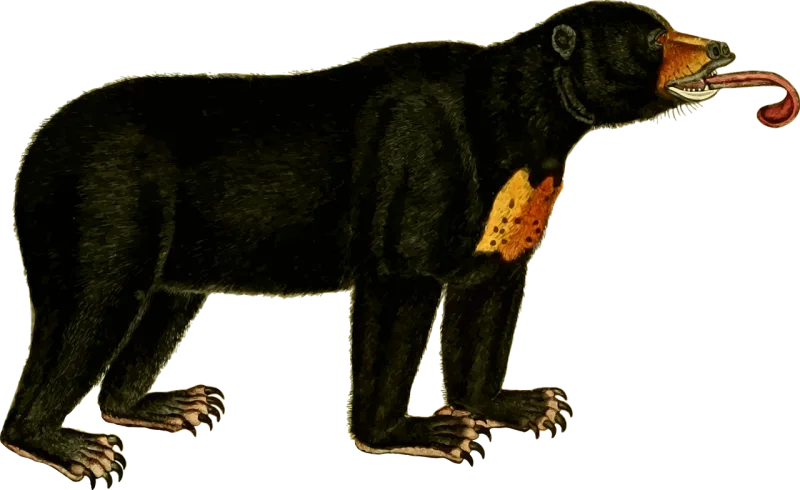 Animal Bear Nature Stickdatei – Tiere