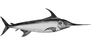 Fish Nature Marine Stickdatei – Tiere