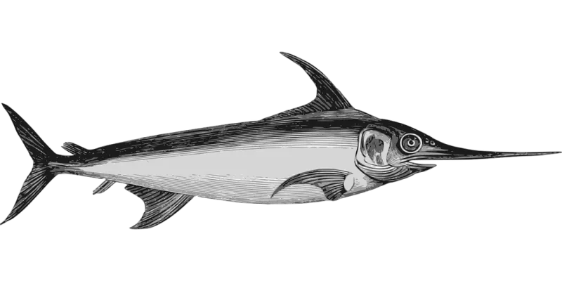 Fish Nature Marine Stickdatei – Tiere