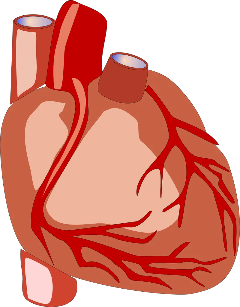 Heart Human heart Anatomy Stickdatei – Herzen & Liebe