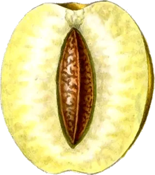 Food Fruit Plant Stickdatei – Essen & Trinken
