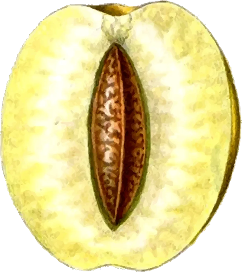 Food Fruit Plant Stickdatei – Essen & Trinken