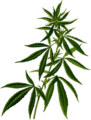 Hash Hashish Hemp Stickdatei