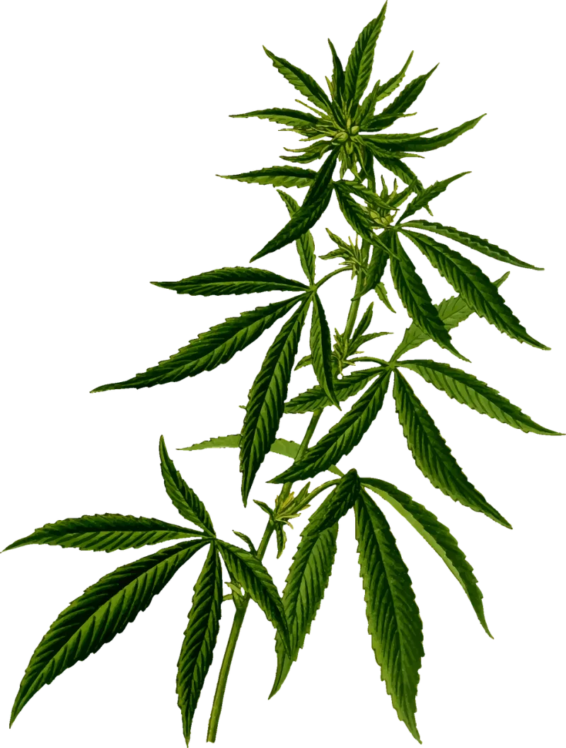 Hash Hashish Hemp Stickdatei – Natur