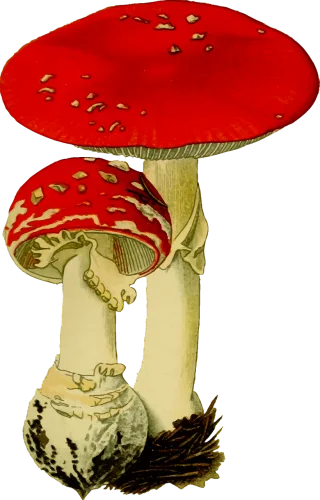 Fungi Fungus Hallucinogenic Stickdatei