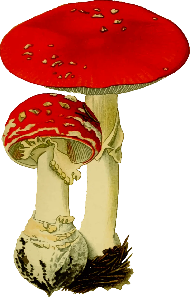 Fungi Fungus Hallucinogenic Stickdatei – Natur