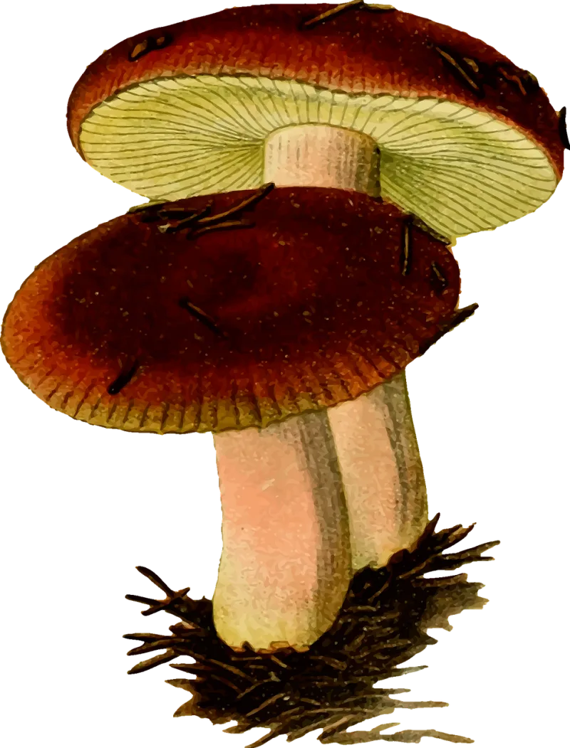 Fungi Fungus Mushroom Stickdatei – Natur