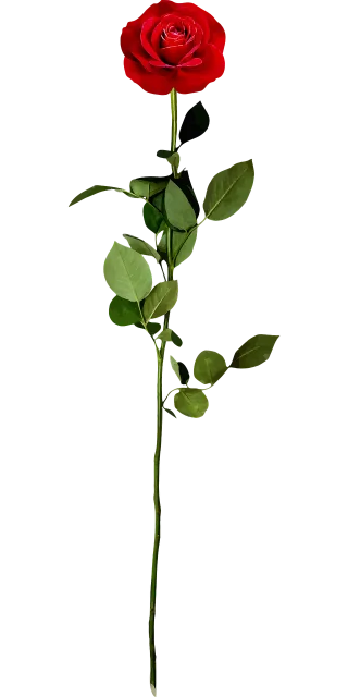 Rose Flower Petals Stickdatei