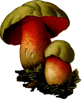 Fungi Fungus Mushroom Stickdatei