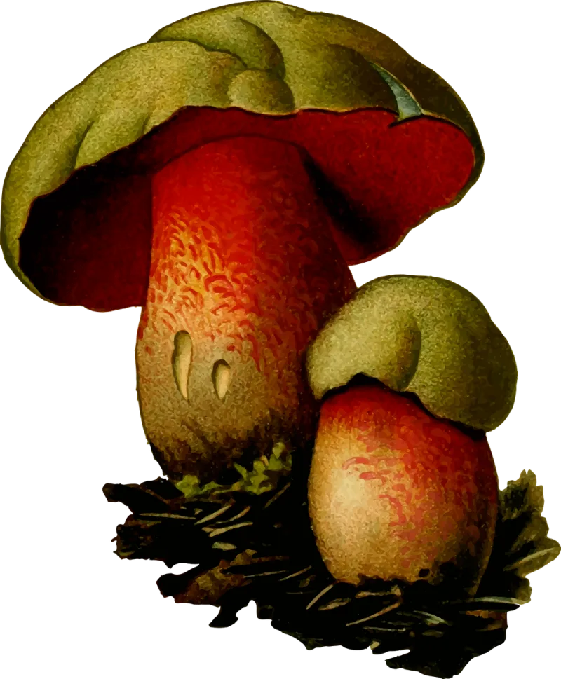 Fungi Fungus Mushroom Stickdatei – Natur