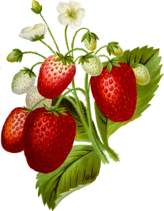 Food Nature Fruit Stickdatei