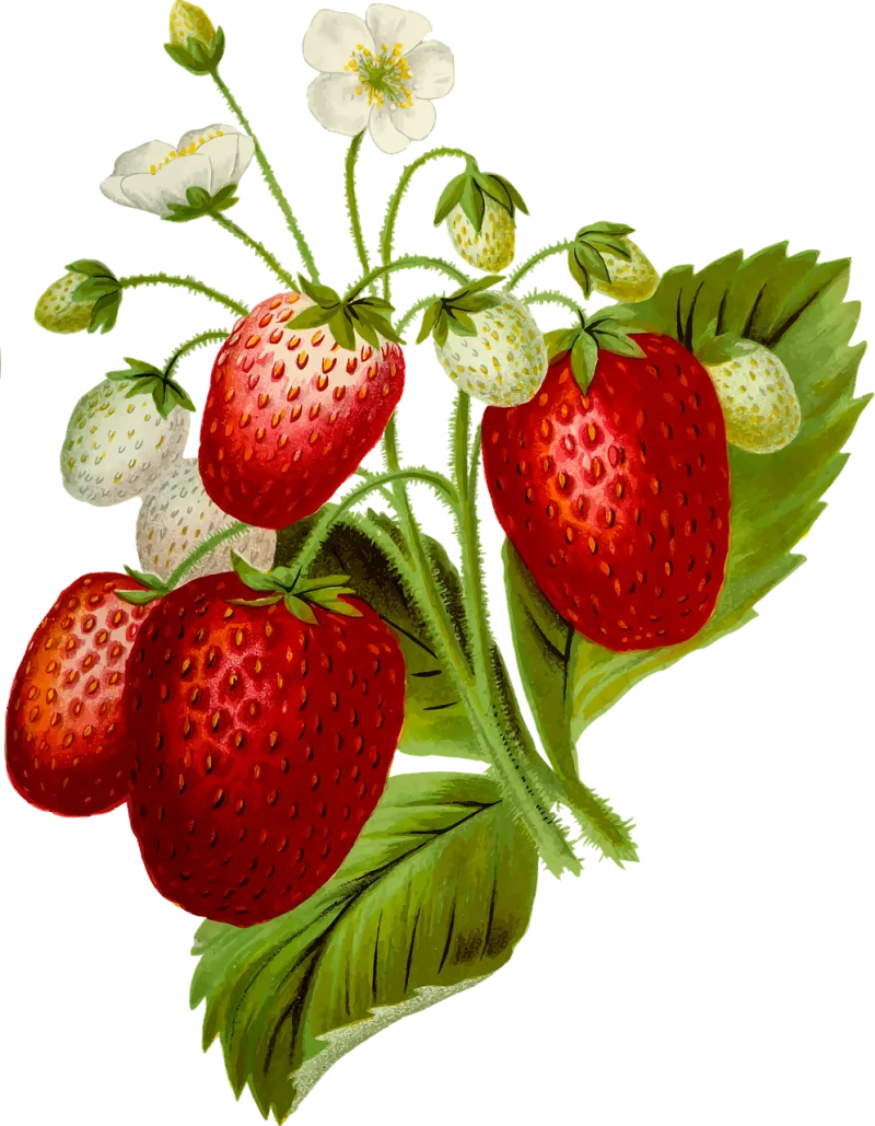 Food Nature Fruit Stickdatei – Essen & Trinken