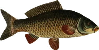 Animal Carp Fish Stickdatei