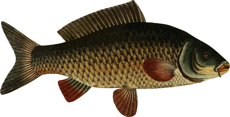 Animal Carp Fish Stickdatei – Sport
