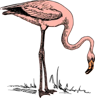 Bird Flamingo Nature Stickdatei