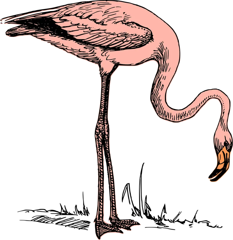 Bird Flamingo Nature Stickdatei – Tiere