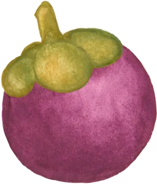 Mangosteen Tropical fruit Purple mangosteen Stickdatei