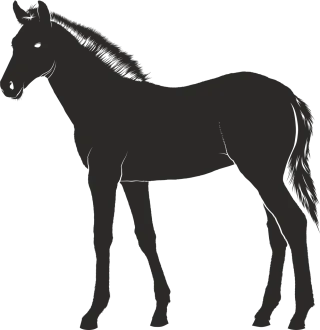 Foal Horse Young Stickdatei