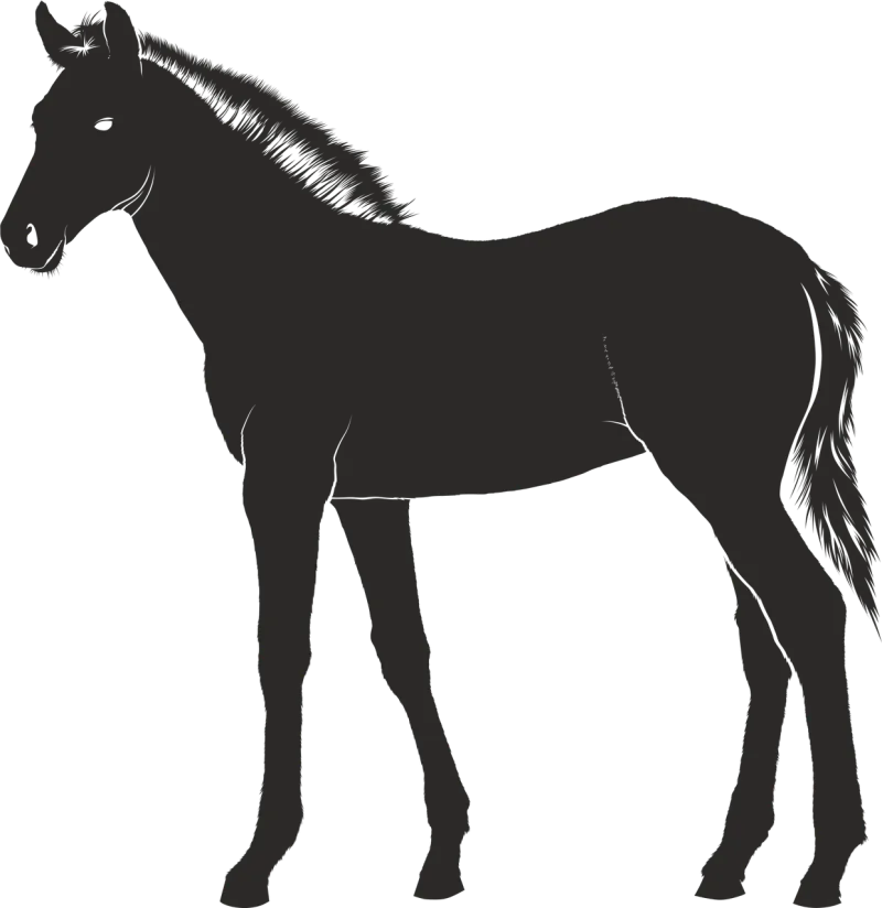 Foal Horse Young Stickdatei – Tiere