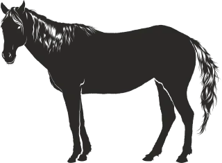 Horse Black Nature Stickdatei