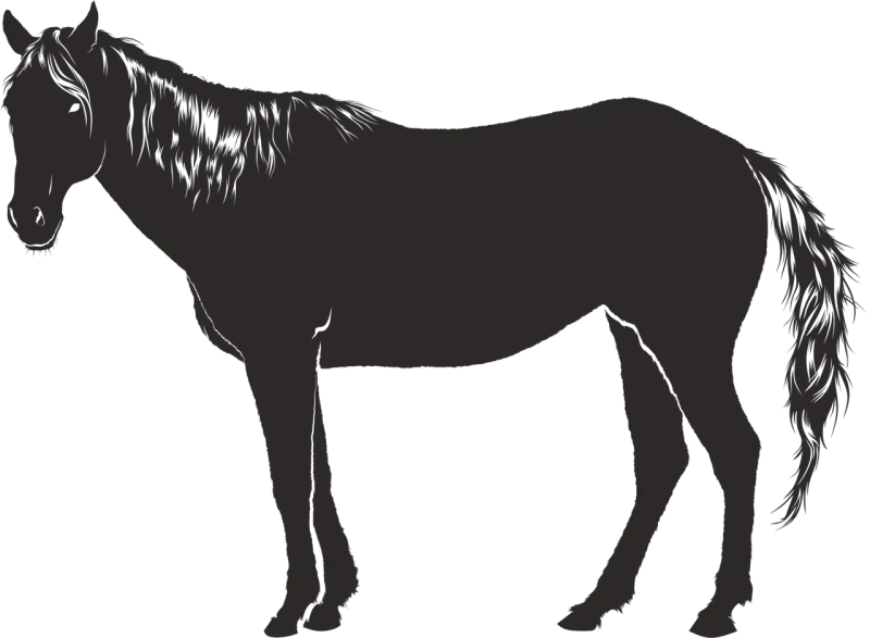 Horse Black Nature Stickdatei – Tiere