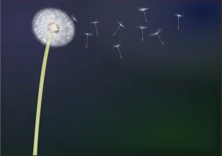 Dandelion Common dandelion Flower wallpaper Stickdatei