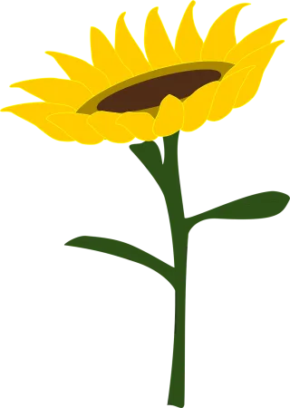 Sunflower Honey Sunflower field Stickdatei