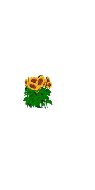 Sunflowers Flowers Nature Stickdatei