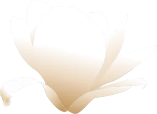 Magnolia Flower White Stickdatei