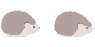Hedgehog Animal Nature Stickdatei