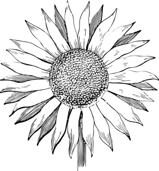 Sunflower Beautiful flowers Flower Stickdatei