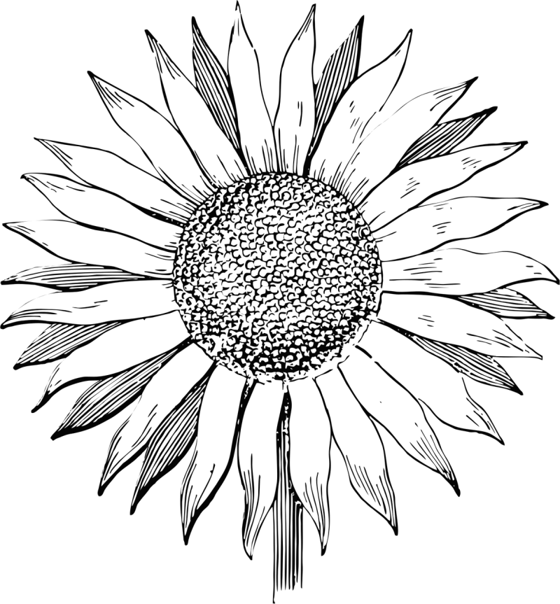 Sunflower Beautiful flowers Flower Stickdatei – Blumen