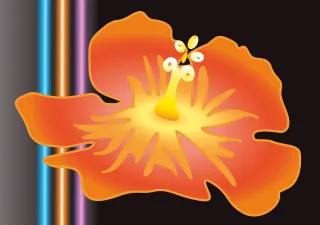 Hibiscus Flower Beautiful flowers Stickdatei
