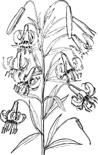 Lily Flower Flower background Stickdatei
