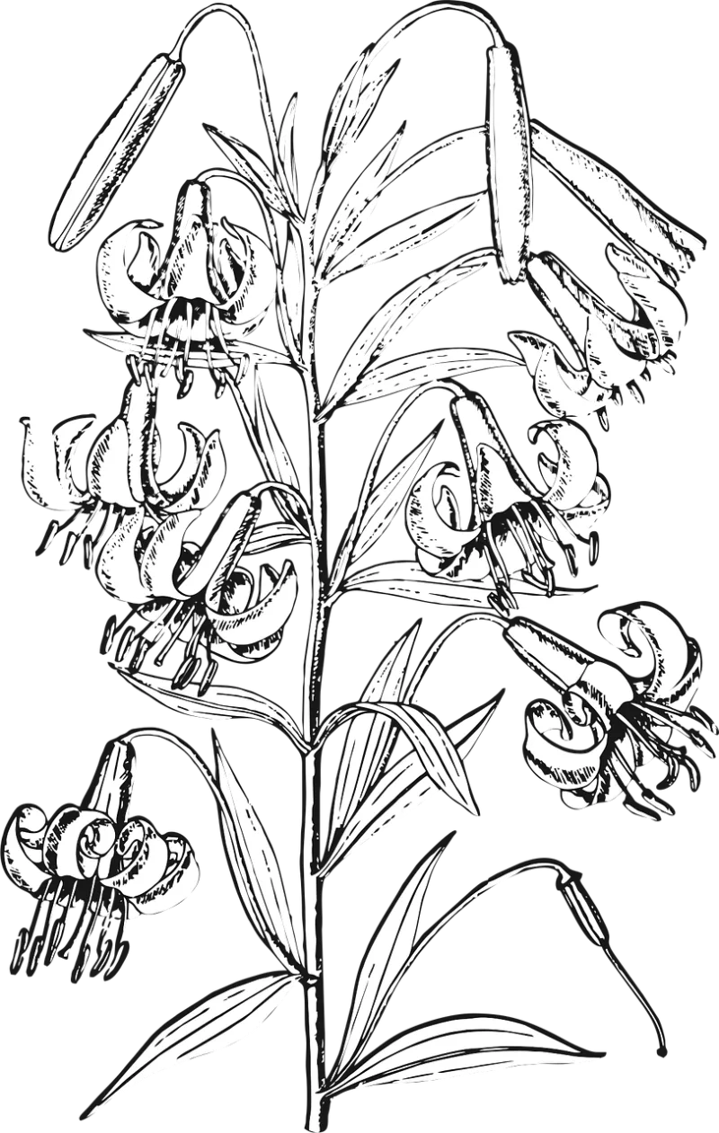 Lily Flower Flower background Stickdatei – Blumen