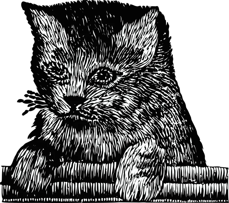 Kitten Cat Pet Stickdatei – Tiere