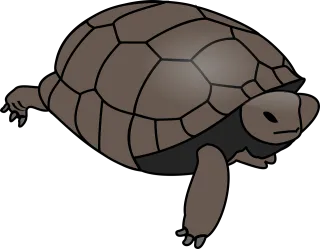 Turtle Tortoise Reptile Stickdatei