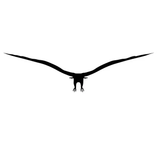 Eagle Silhouette Bird Stickdatei