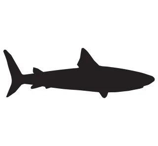 Shark Sea Fish Stickdatei