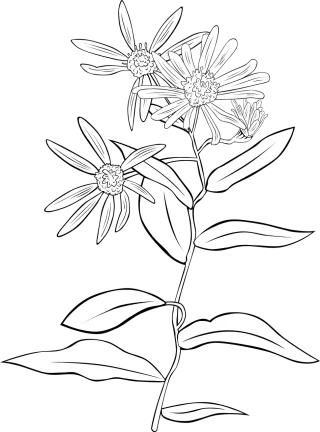 Aster Flower Flower wallpaper Stickdatei – Blumen