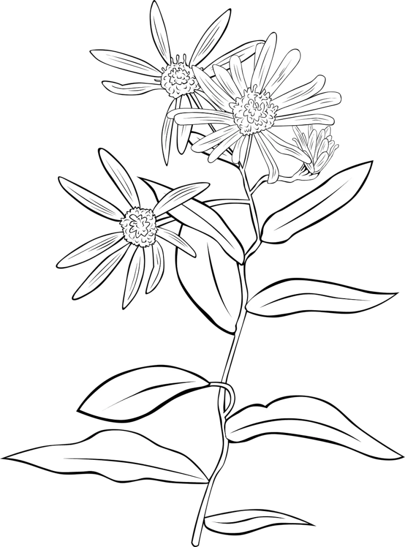 Aster Flower Flower wallpaper Stickdatei – Blumen
