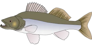 Perch Fish Fins Stickdatei